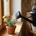 Vanding kan bruse sort 5l | Floristik24.dk