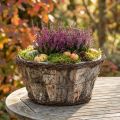 Rustik plantepotte med birkebark og slyngplanter i trælook | Floristik24.dk