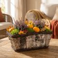 Plantekasse plantepotte firkantet birk/ranker 28×14×11,5cm | Floristik24.dk