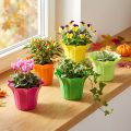Plastkasse, farverig assorteret. Ø9cm 10 stk | Floristik24.dk