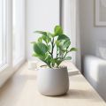 Kunstig grøn plante sukkulent kunstgrøn H14cm | Floristik24.dk