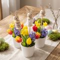 Blomsterpind Kanintræ Natur,