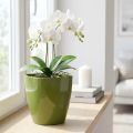 Orkidépotte skinnende Ø12,5cm olivengrøn 1 stk | Floristik24.dk