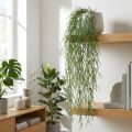 Dekorative ranker, koralkaktus, kunstig Rhipsalis bøjle Grøn L120cm | Floristik24.dk