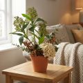 Kunstige grønne Skimmia japonica-blomster, 45 cm, 2 stk. | Floristik24.dk