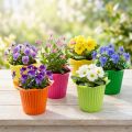 Plastpotteblomst Ø6,5cm 25 stk | Floristik24.dk