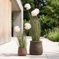 Kunstige blomster dekorativ kugleblomst allium prydløg kunstig 54cm | Floristik24.dk