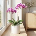 Espalier blomsterpind orkidépind Pink Twister 38cm | Floristik24.dk