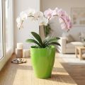 Orkidépotte skinnende Ø12,5cm lime 1 stk | Floristik24.dk