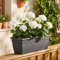 Geranium busk hvid 38cm | Floristik24.dk