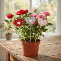 Hjerter prikkede træhjerter blomsterpropper 6×5cm 18 stk | Floristik24.dk