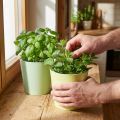 Papir cachepot, plantekasse, urtepotte blå/grøn Ø15cm H13cm 4stk | Floristik24.dk