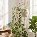 Kunstsavbladskaktus Epiphyllum anguliger L68cm 3 stk | Floristik24.dk