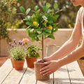 Kunstigt citrontræ, 58 cm potte, dekorativt træ, middelhavsstil | Floristik24.dk