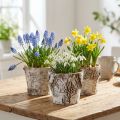 Birkepotte lille plantekasse birk hvid Ø10cm H8,5cm 6 stk | Floristik24.dk
