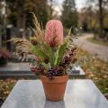 Kunstig blomst Banksia pink efterårsdekoration erindringsblomster 64cm | Floristik24.dk