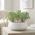 Sukkulent Echeveria 17cm Grå 3 stk | Floristik24.dk