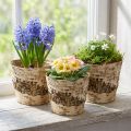 Birkepotte af bark med folie Ø15 cm H13 cm 3 stk. | Floristik24.dk