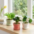 Kunstige grønne planter miniplanter i potte 15cm 3stk | Floristik24.dk