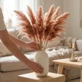 Tørret rørdekoration abrikos 75 cm 10 stk. Boho Pampasgræs | Floristik24.dk
