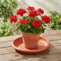 Coaster “Linda” Ø33cm terracotta | Floristik24.dk