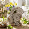 Beton dekorativ kaninblomsterpotte påske antik grå H27cm | Floristik24.dk