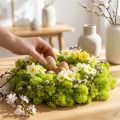 Deco mos lysegrøn rensdyrmos konserveret 400g | Floristik24.dk