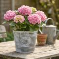 Shabby Chic metal urtepotte med hjerteformet design, Ø22 cm, H17,5 cm | Floristik24.dk