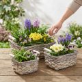 Plantekurv med hanke, firkantet kurveskål, naturlig plantekasse til plantning shabby chic vasket hvid L30/25,5/21 cm H12/11/10 cm sæt med 3 | Floristik24.dk