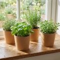 Plantekasse, urtepotte, papirpottepotte natur Ø15cm H13cm 4stk | Floristik24.dk