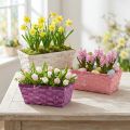 Chipkurv firkantet lilla/hvid/pink 8 stk | Floristik24.dk