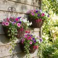 Hængende kurvplanter metal rust look H30/33,5/40 cm sæt med 3 | Floristik24.dk