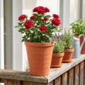 Rosenpotte plast 19cm terracotta 1 stk | Floristik24.dk