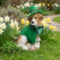 Beagle i hat St. Patrick's Day Hund i jakkesæt Havedekor Hund H24,5 cm | Floristik24.dk