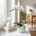 Phalaenopsis creme i keramisk gryde 33cm | Floristik24.dk