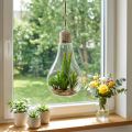 Kaktus i glas til at hænge 21 cm | Floristik24.dk