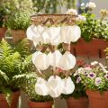 Vindklokke Capiz skaldekoration Ø30cm H80cm | Floristik24.dk