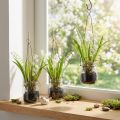 Liljekonval i glas Artificial Early Bloomers H22cm 3stk | Floristik24.dk