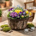 Birkebark urtepotte med naturligt vinstokdesign, Ø28 cm, H15 cm, plantekasse | Floristik24.dk