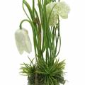 Floristik24 Fritilaria i æggeskallen til at hænge kunstigt grøn, hvid 25 cm