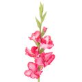 Floristik24 Kunstig gladiolase med dekorative blomster, 88 cm