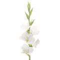 Floristik24 Kunstig gladiolus, lang stilk, til vaser, 88 cm