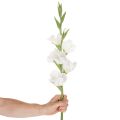 Kunstig gladiolus, lang stilk, til vaser, 88 cm | Floristik24.dk
