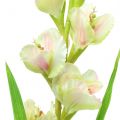 Floristik24 Gladiolus hvid 93cm