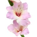 Floristik24 Gladiolus creme-lilla 86 cm