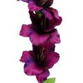 Floristik24 Gladiolus mørk lilla 86 cm