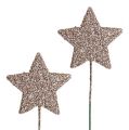 Floristik24 Glitter stjerne på wire champagne 5cm 48st