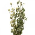 Floristik24 Tørret blomst, Globe Amaranth, Gomphrena Globosa Hvid L49cm 45g