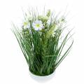 Floristik24 Dekorativt græs med Cosmea blomster i en skål H45cm