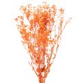 Floristik24 Tørrede blomsterbuket med babyånde Gypsophila 75 cm 100 g